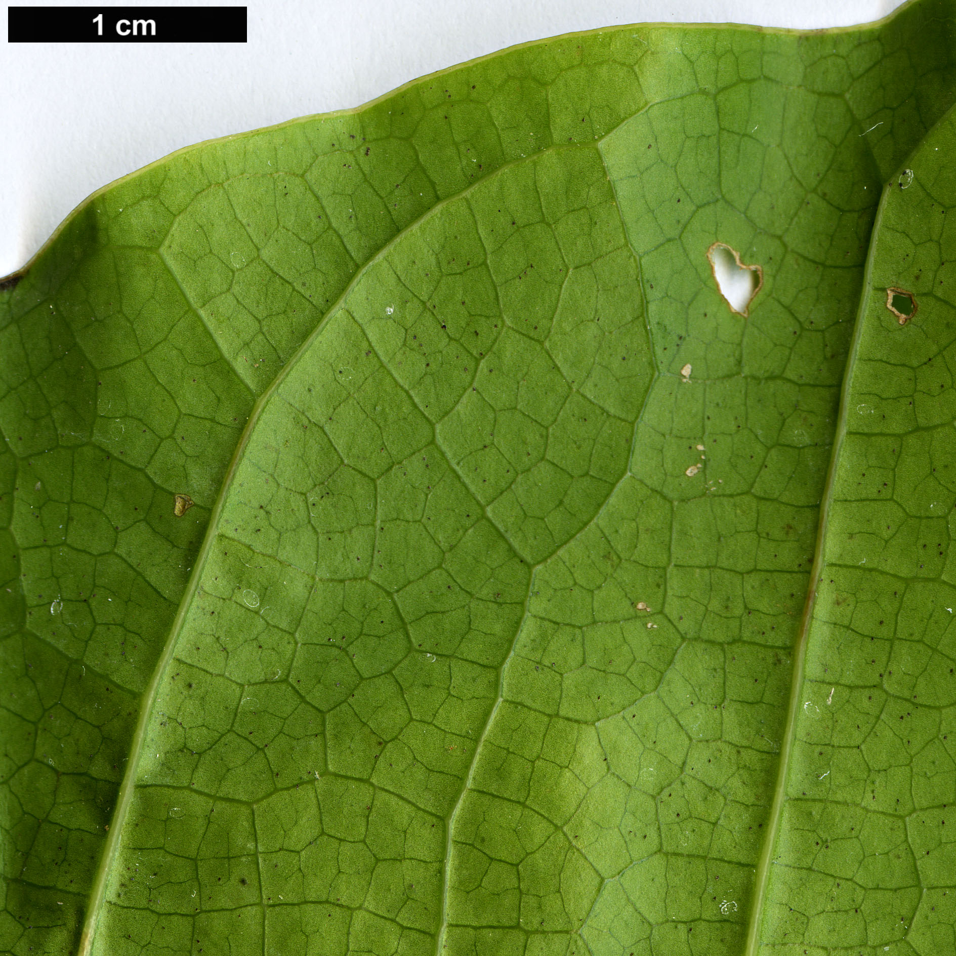 High resolution image: Family: Magnoliaceae - Genus: Magnolia - Taxon: hodgsonii